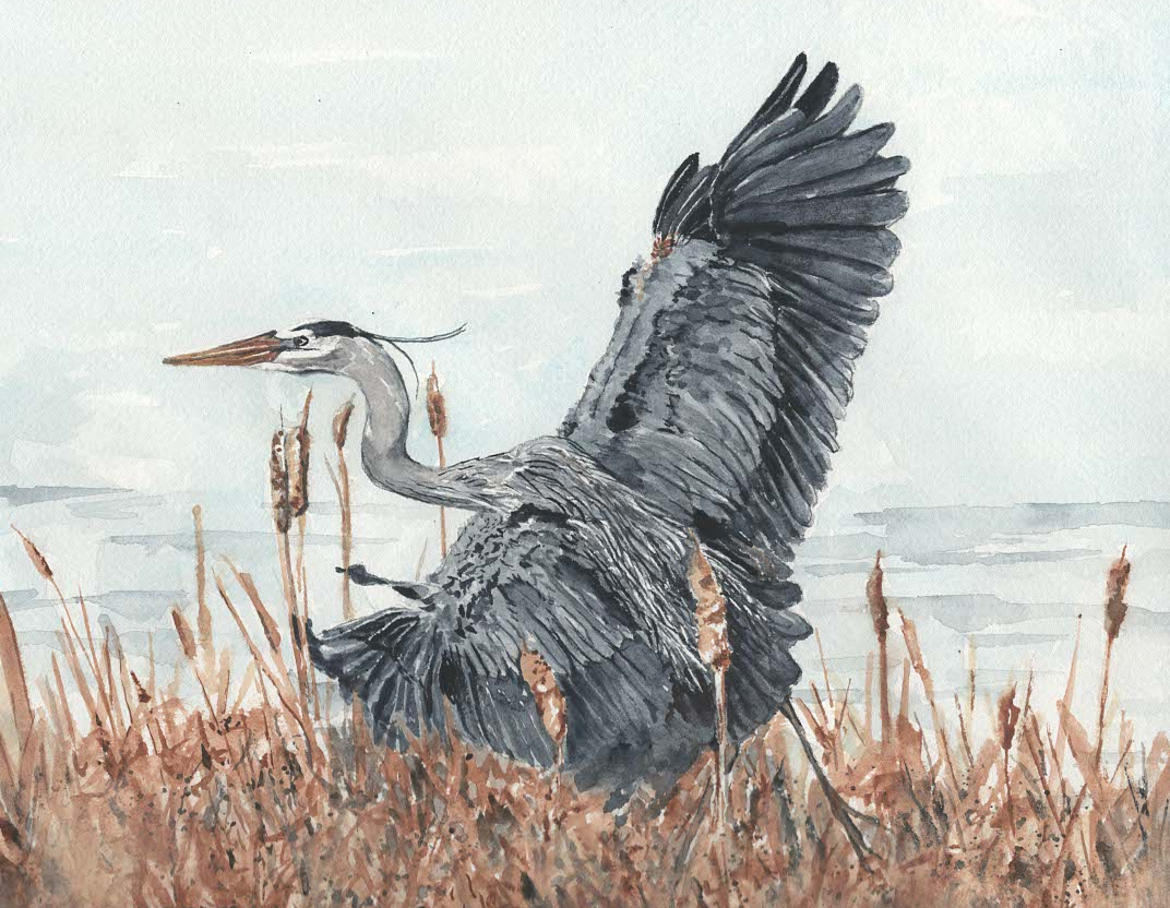 crane over cat tails