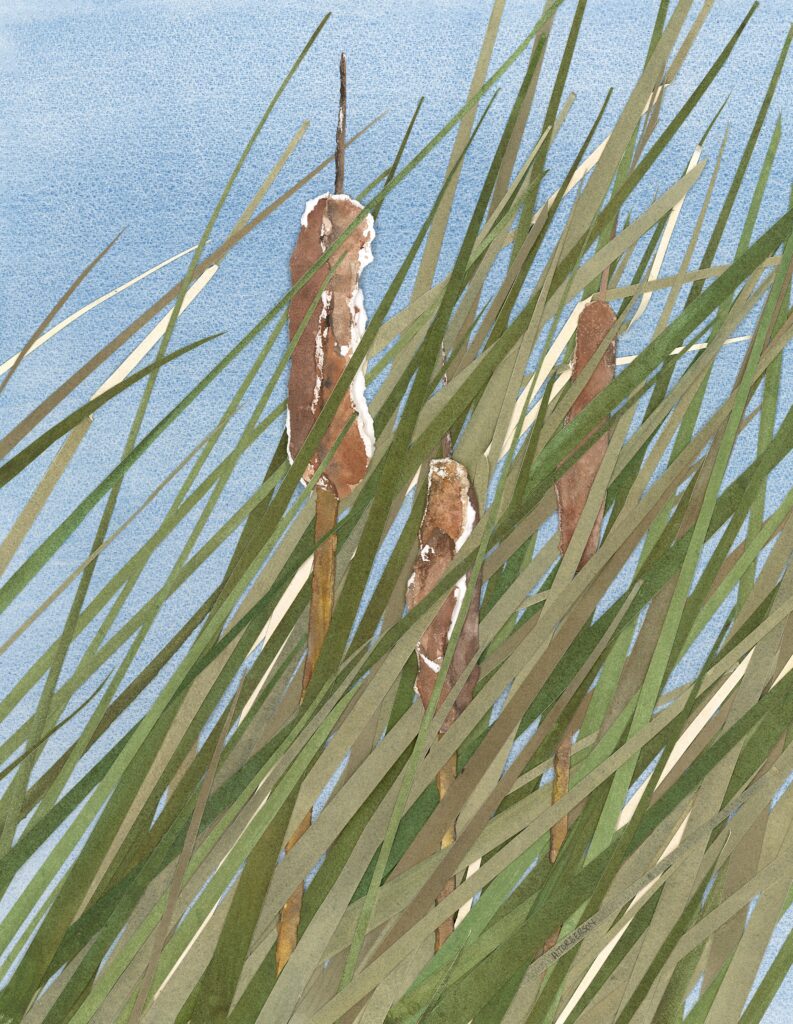 lg cattails cropped (sas 2nd scan)jjpg lg cattails cropped (sas 2nd scan)jjpg
