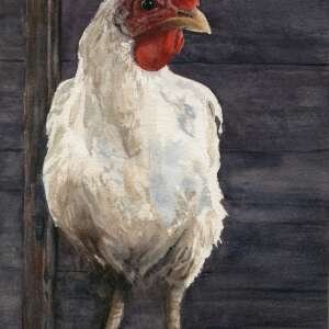 Haughty in the Hen House