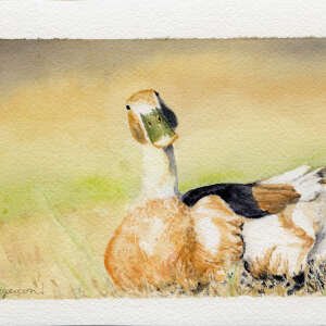 Bill Original Watercolor: Available