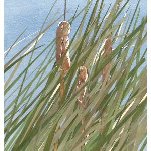 Phefee Pond Watercolor Collage
