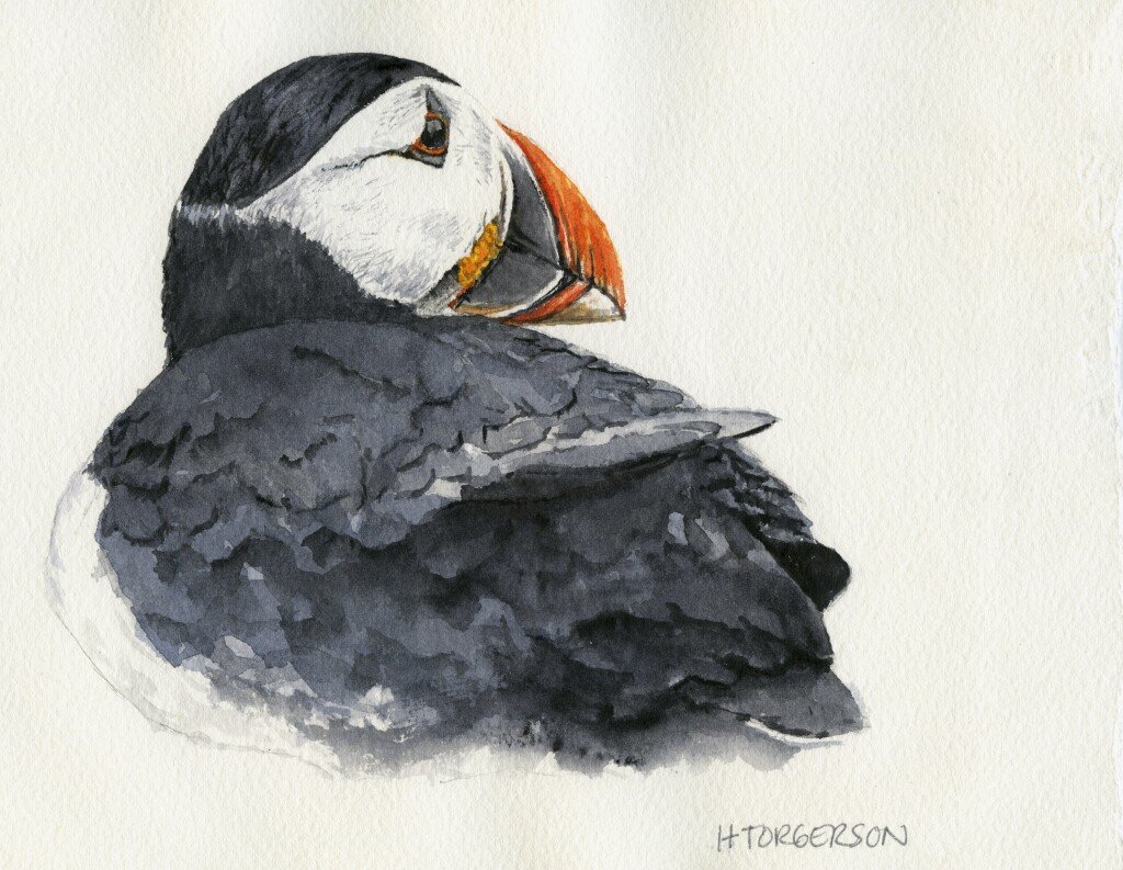 Puffin Along