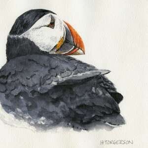 Puffin Along